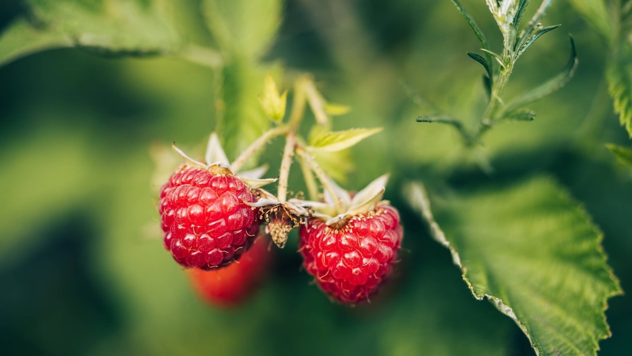 Da onnivoro a vegetariano in 8 settimane: guida pratica alla transizione