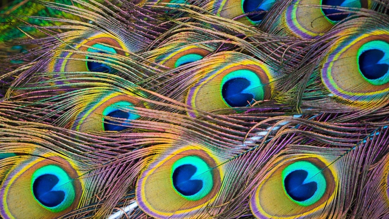 Il velo islamico: una riflessione onesta tra antropologia e umiltà